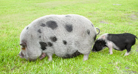 pig0060a